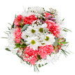 A bouquet radiates energy and tenderness, its harmonious arrangement reflecting Kidbrooke's vibrant community and love of green spaces. Seen from above on a crisp white background, this lively display is anchored by brilliant white daisies with zesty green centers, reminiscent of open meadows near Thomas Tallis School or scenic walks around Sutcliffe Park. Coral-pink carnations, full and ruffled, form cheerful layers, their rich hue warming the design and providing a joyful contrast to the daisies. Airy bunches of baby's breath tangle playfully between the larger flowers, softening the lines and adding dynamic movement. Hinting at future growth, slender alstroemeria buds in blush-pink and soft purple steal glimpses from beneath the foliage. Silvery eucalyptus and glossy green leaves complete the look, adding texture and a soothing backdrop. Crafted by a dedicated Kidbrooke florist, the bouquet embodies thoughtfulness and positivity, perfect for uplifting a loved one's spirits or brightening a home. Whether marking a special occasion or simply expressing gratitude, it brings the natural beauty and expert touch of local florists to every recipient across Kidbrooke.