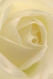 As if nestled among the petals, you are drawn into the tranquil centre of a cream-white rose, its spiral a testament to quiet resilience and artisanal skill found in Kidbrooke's flower shops. Gentle morning light bathes each velvety fold, casting understated shadows that add intimate depth and invite calm reflection-much like the peace of a solitary walk along the woodland paths of Kidbrooke. The tactile sense is almost tangible: a soft, dew-kissed surface that conjures the freshness of early flower deliveries and the serenity of a well-tended garden. This rose emanates purity and gentle reverence, making it the perfect messenger for admiration, sympathy, or heartfelt beginnings in the local community. The suggestion of a sweet, classic fragrance lingers, carrying the spirit of Kidbrooke's natural grace and the skilled artistry that shapes every bouquet with meaning and compassion.